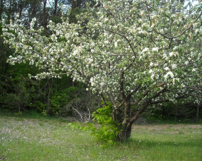 closeup of apple tree